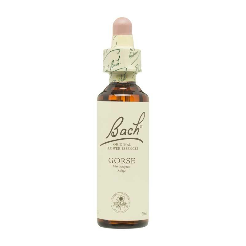 Flor nº 13 Aulaga (gorse) 20ml Bach